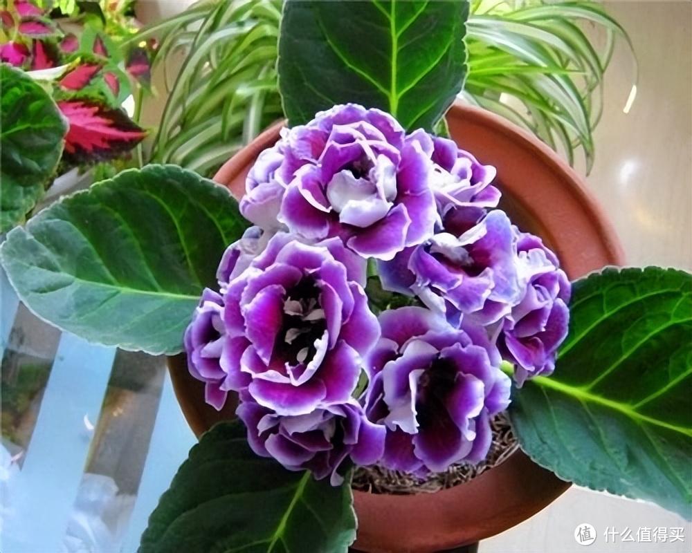 她把一片叶子插土里,养出一盆花,四季开花、花如玫瑰,简直爱了