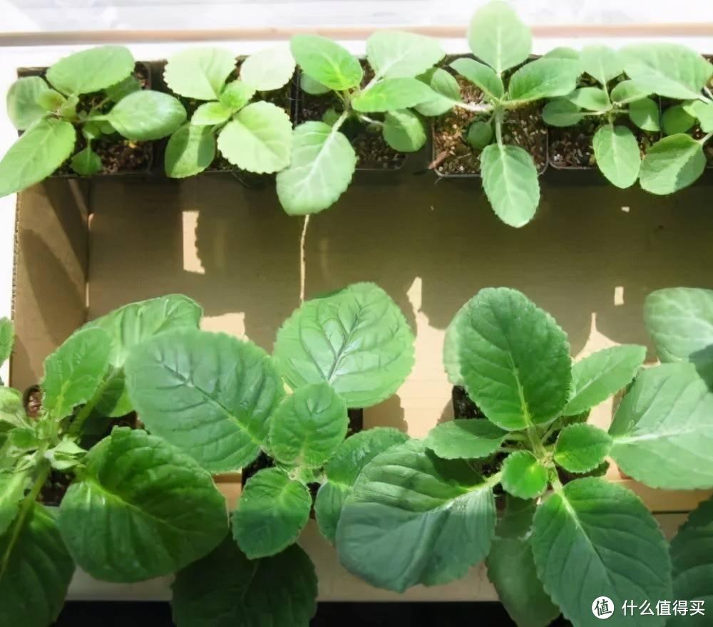 她把一片叶子插土里,养出一盆花,四季开花、花如玫瑰,简直爱了