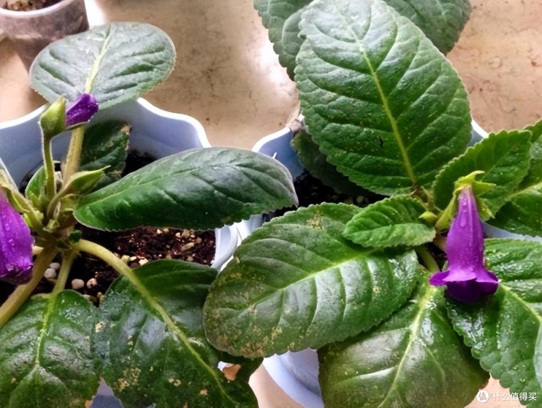 她把一片叶子插土里,养出一盆花,四季开花、花如玫瑰,简直爱了