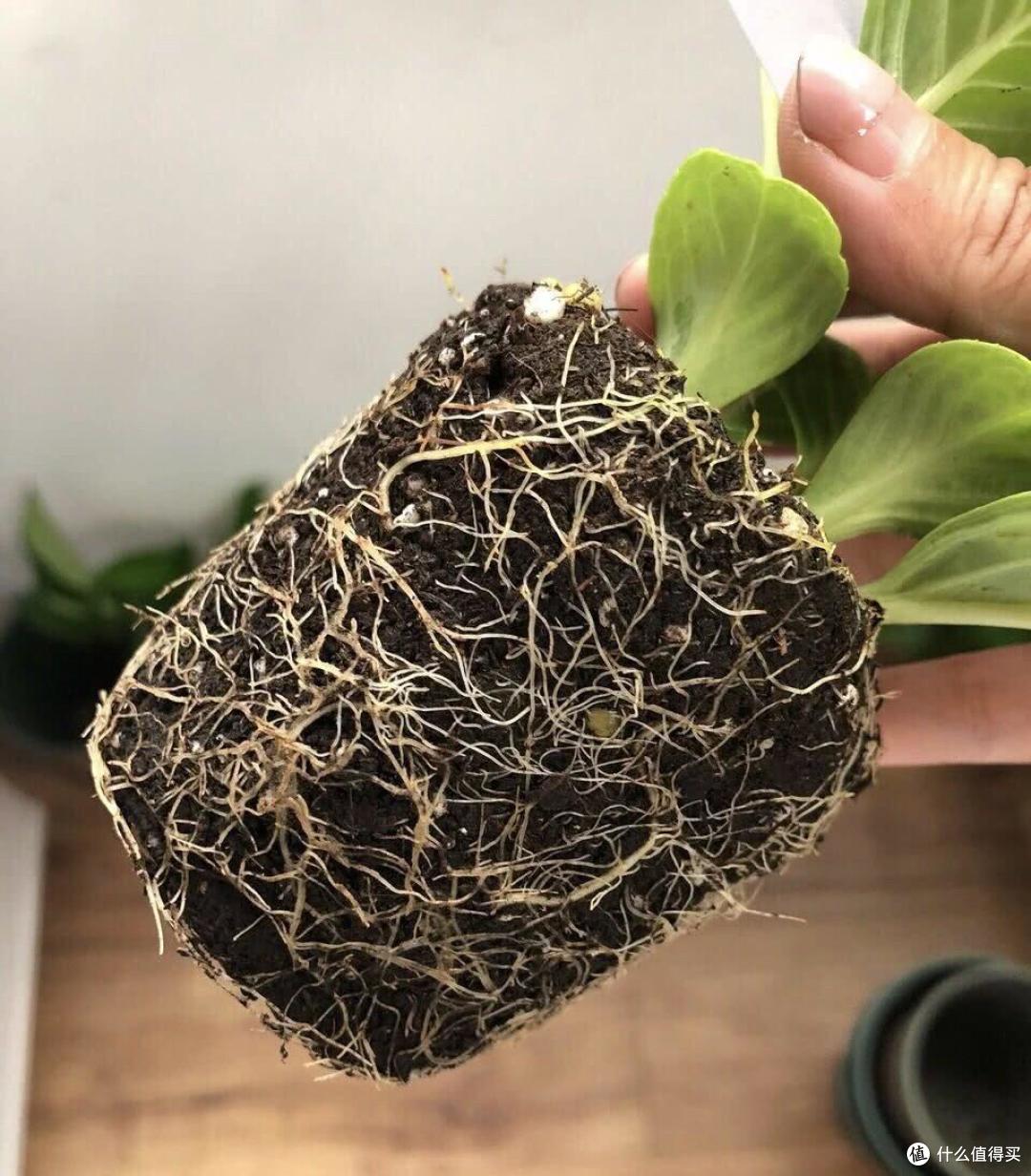 她把一片叶子插土里,养出一盆花,四季开花、花如玫瑰,简直爱了