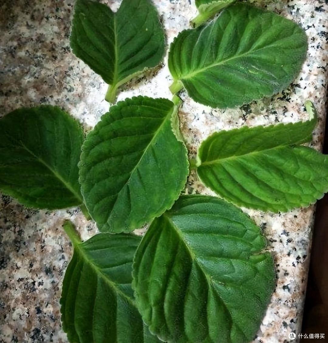 她把一片叶子插土里,养出一盆花,四季开花、花如玫瑰,简直爱了