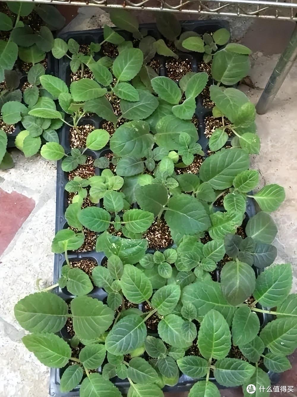 她把一片叶子插土里,养出一盆花,四季开花、花如玫瑰,简直爱了