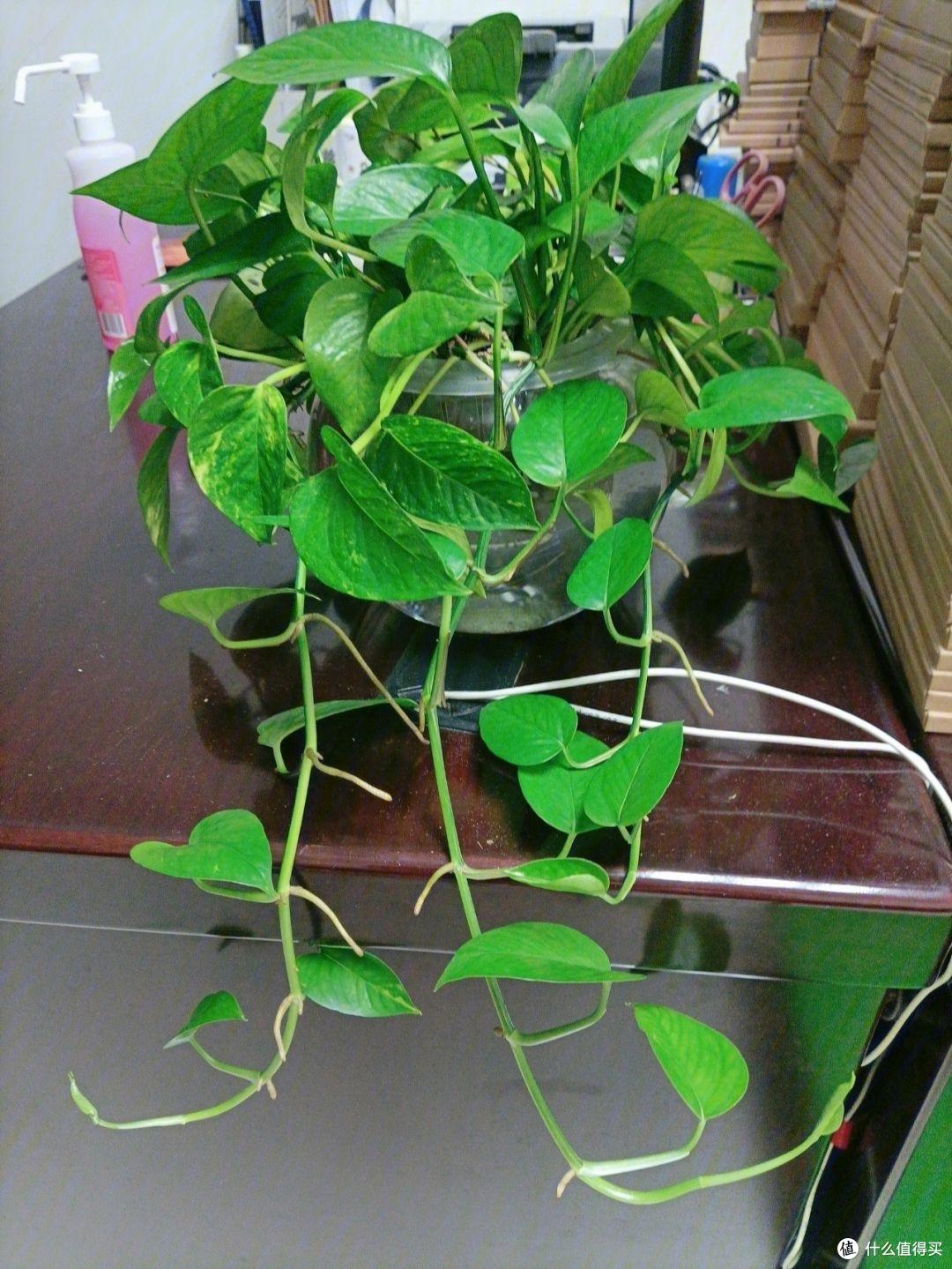 这3种花养腻了,换一种方式养,清新养眼干净美观,放哪儿都不错