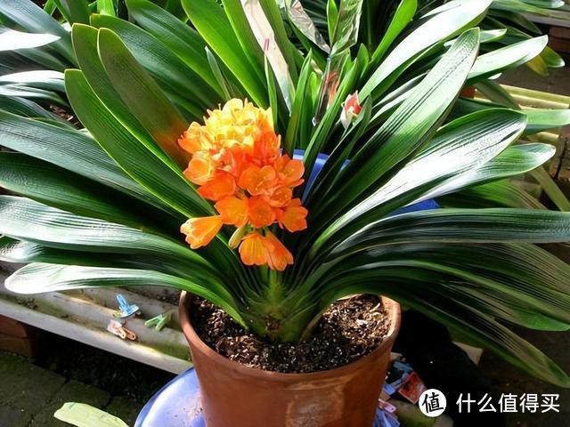 夏季对付6种花，浇水、喷水的“坏习惯”少用，烂根、黄叶不留情