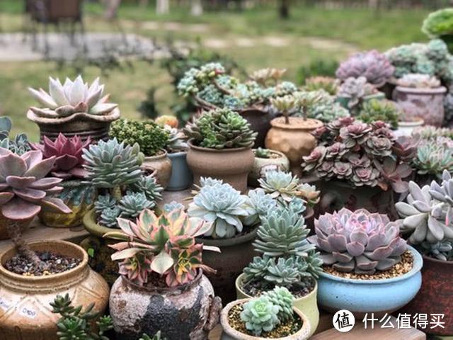 夏季对付6种花,浇水、喷水的“坏习惯”少用,烂根、黄叶不留情