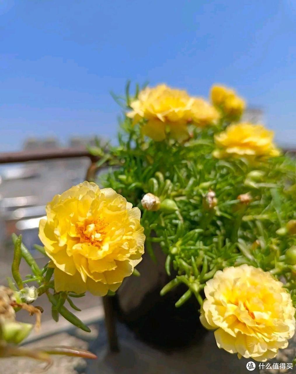 要让太阳花开花多，狠心做3件事，开花多好多倍，夏天开花好灿烂