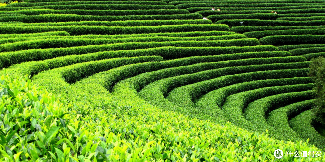 现代高产生态秘制茶园（即台地茶），一般是无性系品种