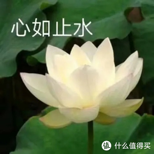 失眠了？看看这朵小菊花吧！