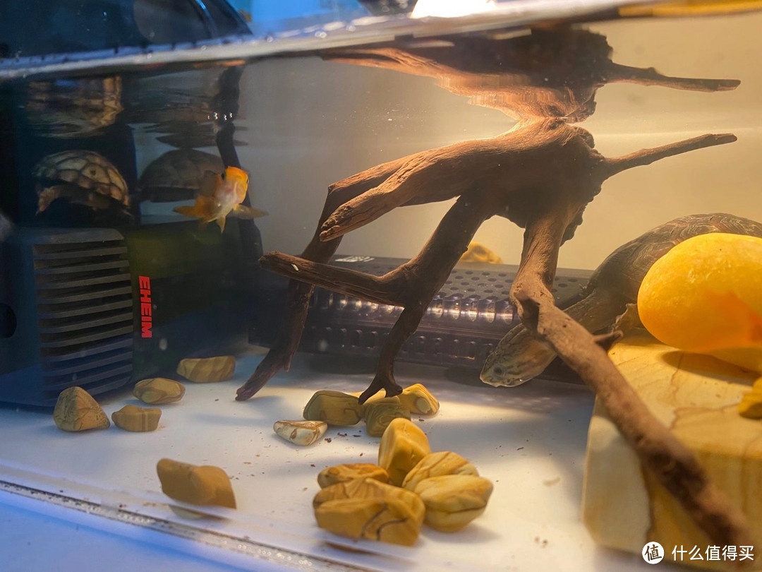 今年火爆的果核龟苗，应该怎么喂养？