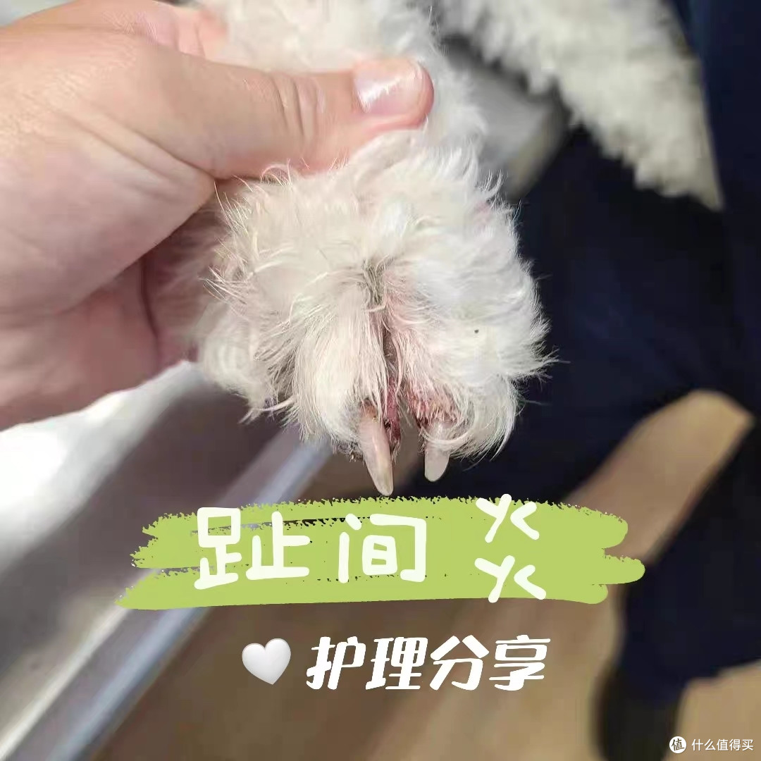 铲屎官干货!狗狗趾间炎全套处理方法