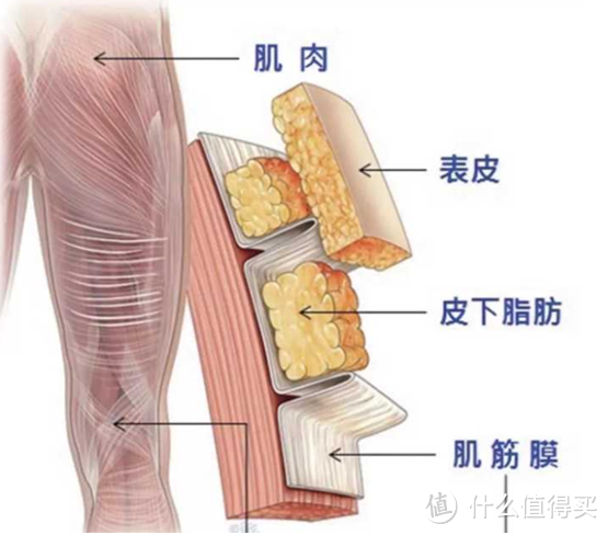 2023年高性价筋膜枪推荐：实验室网罗主流热门筋膜枪测评，海博艾斯、飞利浦、keep、未野哪款更值入手？