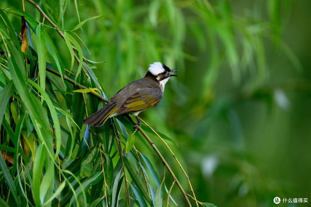 840mm，ISO 900，F5.6，1/1000s