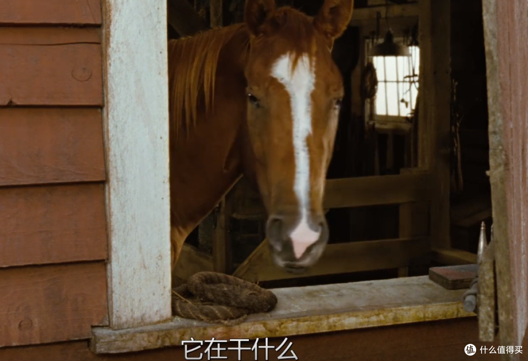 一只小猪的友情----我与孩子共成长