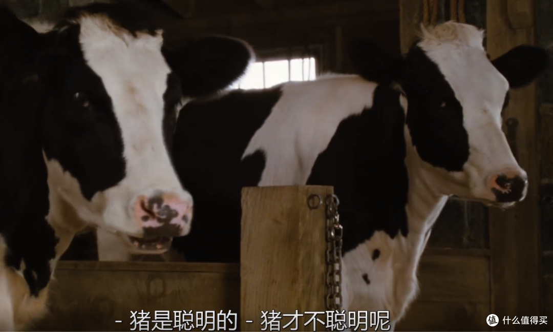 一只小猪的友情----我与孩子共成长