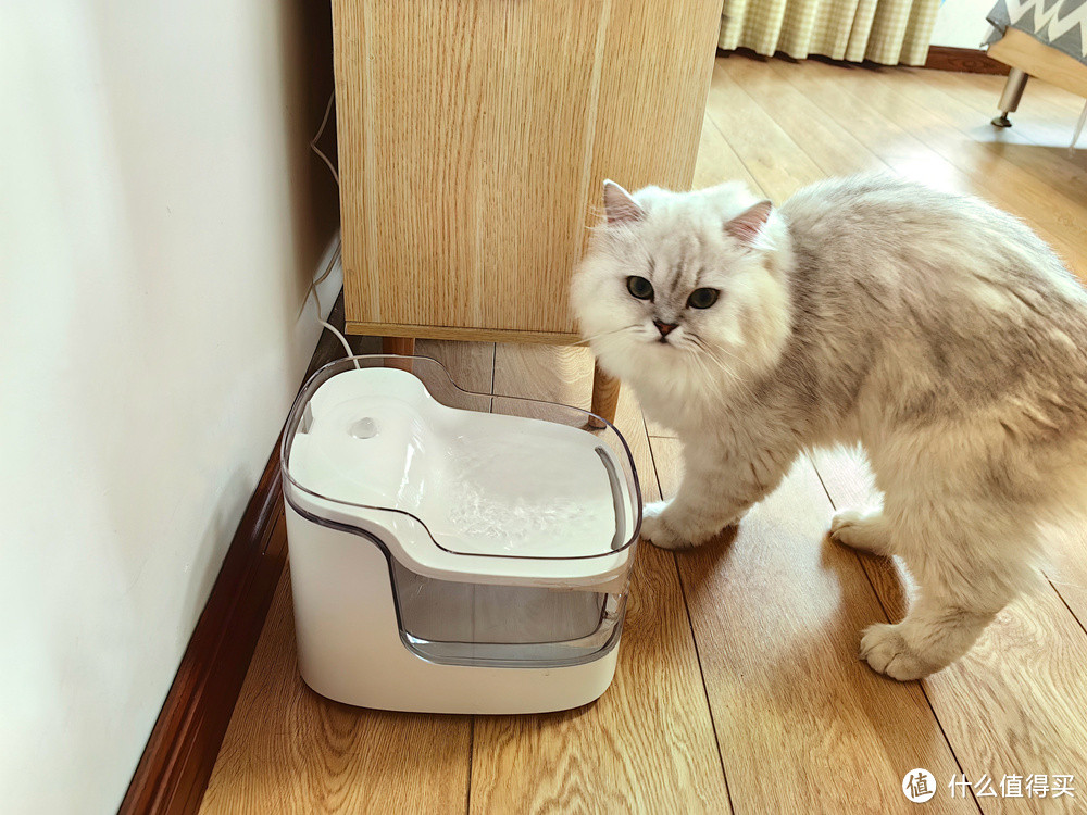 模拟天然瀑布活水，让猫咪更爱喝水，宠咕咕瀑布饮水机入手体验