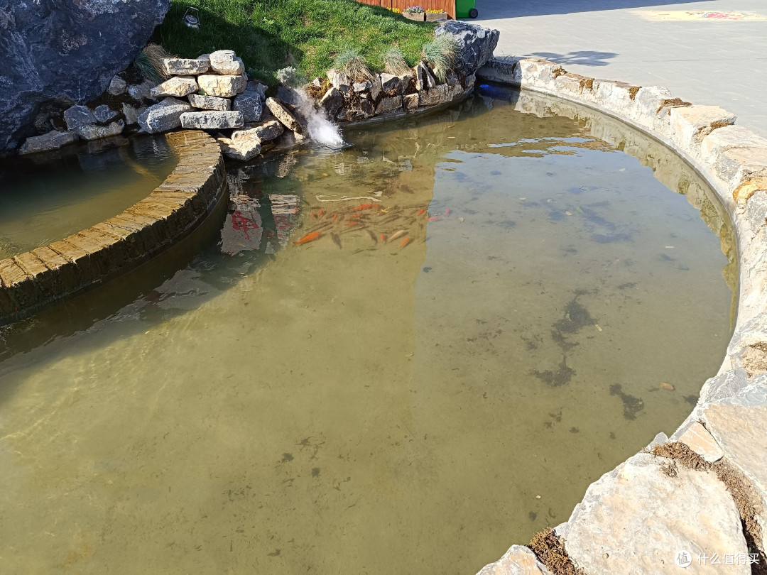 夏天到小公园的小池塘边看金鱼呀