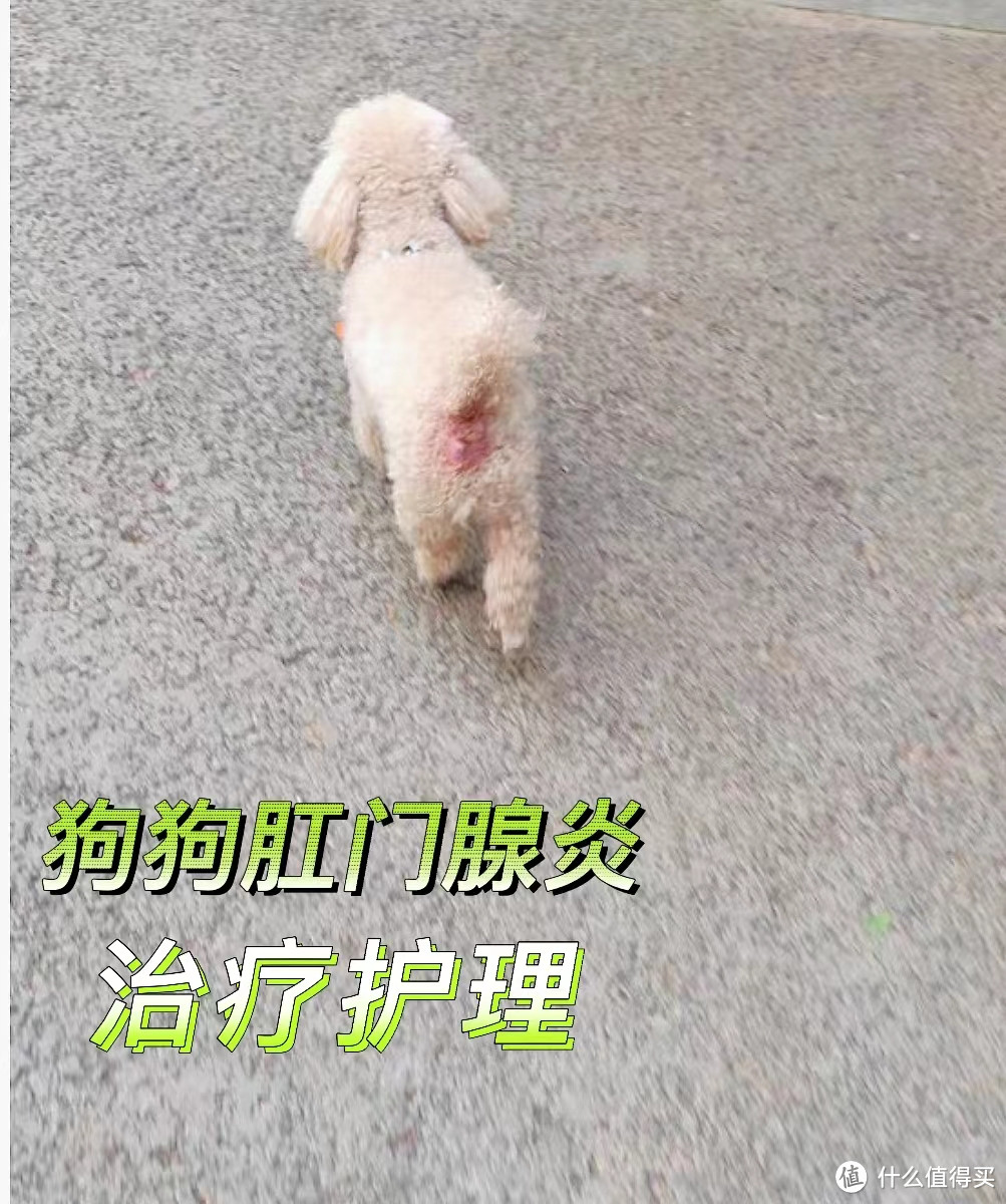 狗狗肛门腺炎怎么办？