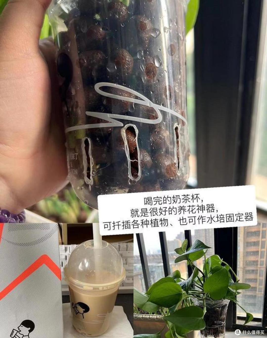 杭州一太太走穷养花路线引来“争议”,网友不买账:穷中透着奢侈