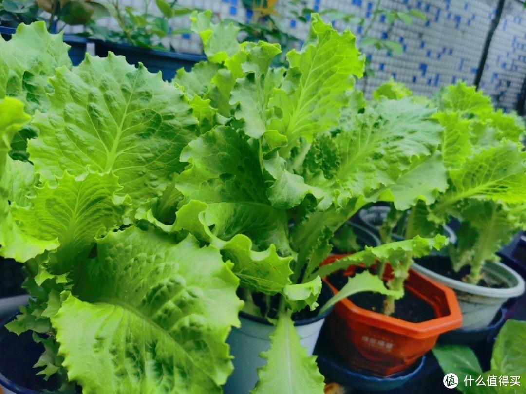 自己种菜丰衣足食，阳台最好养的6种菜，不用花钱，收获一大堆