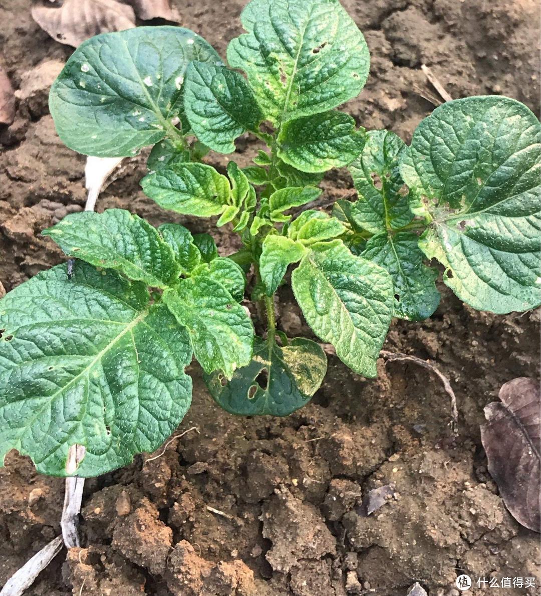 自己种菜丰衣足食，阳台最好养的6种菜，不用花钱，收获一大堆