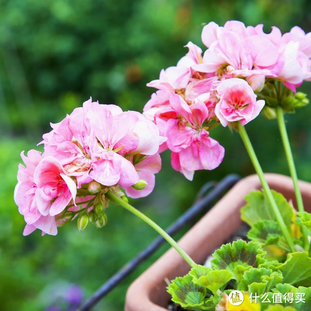 立秋后，趁早扦插4种“年宵花”，沾土生根，春节开满花