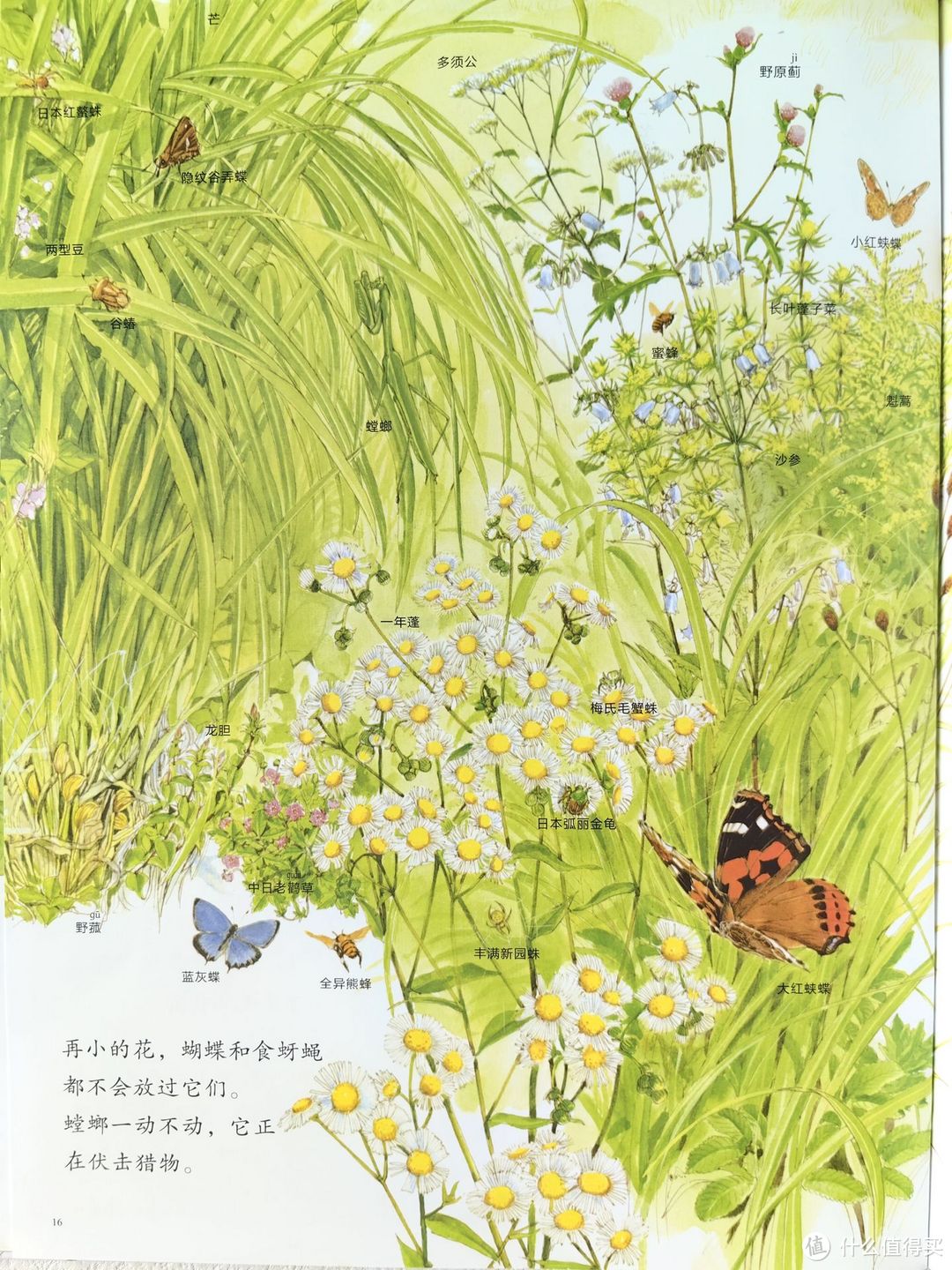 小清新绘本《夏之虫，夏之花》，关于夏天的唯美图鉴