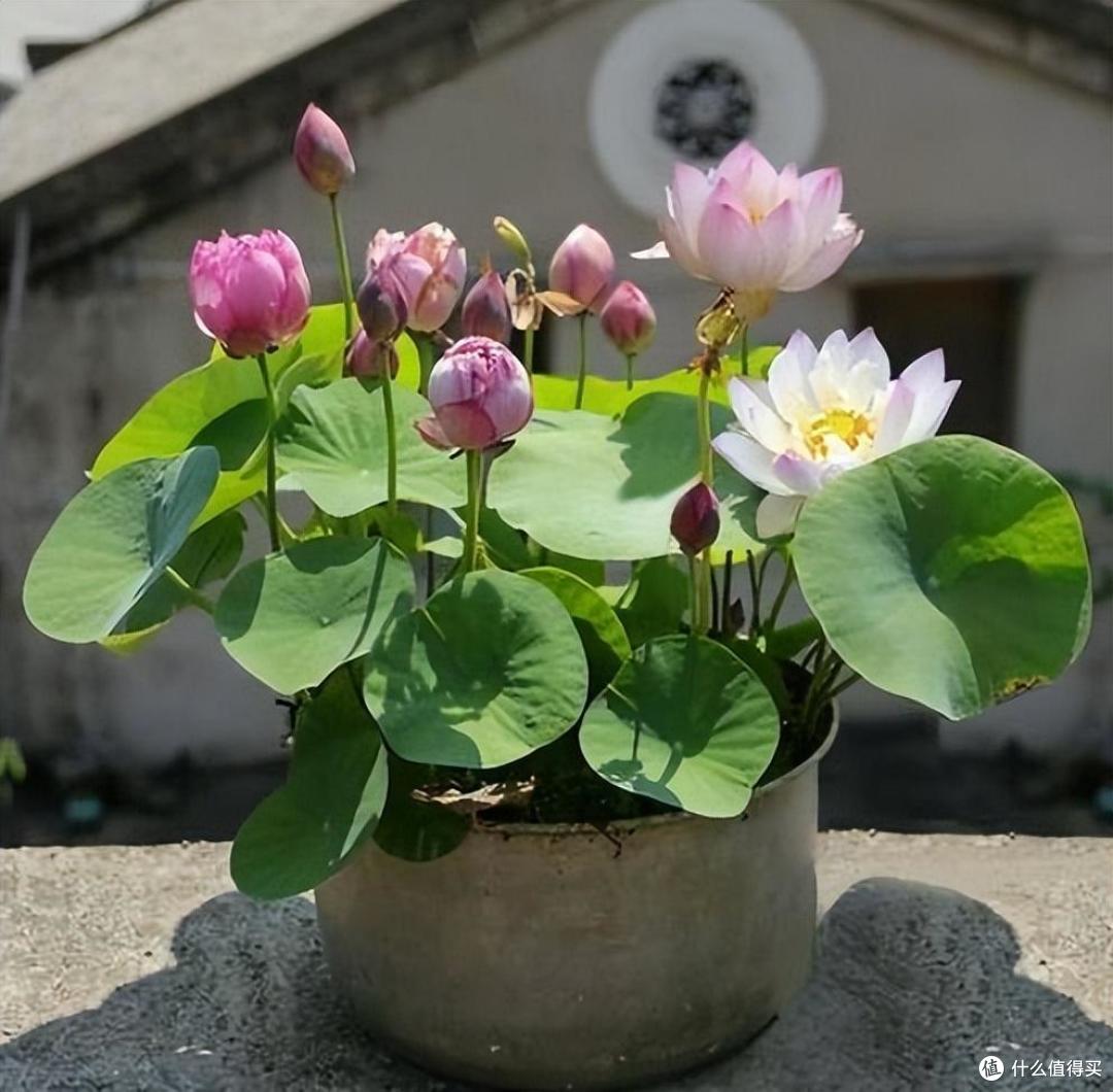 养碗莲,就做到“3点”,花苞多花色艳花瓣大,夏天开花太漂亮了