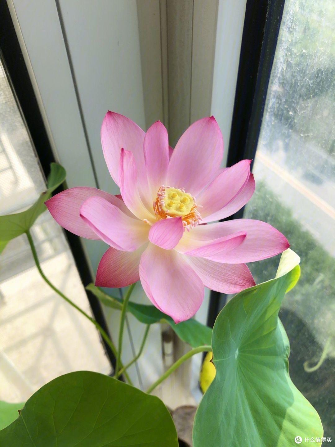 养碗莲,就做到“3点”,花苞多花色艳花瓣大,夏天开花太漂亮了