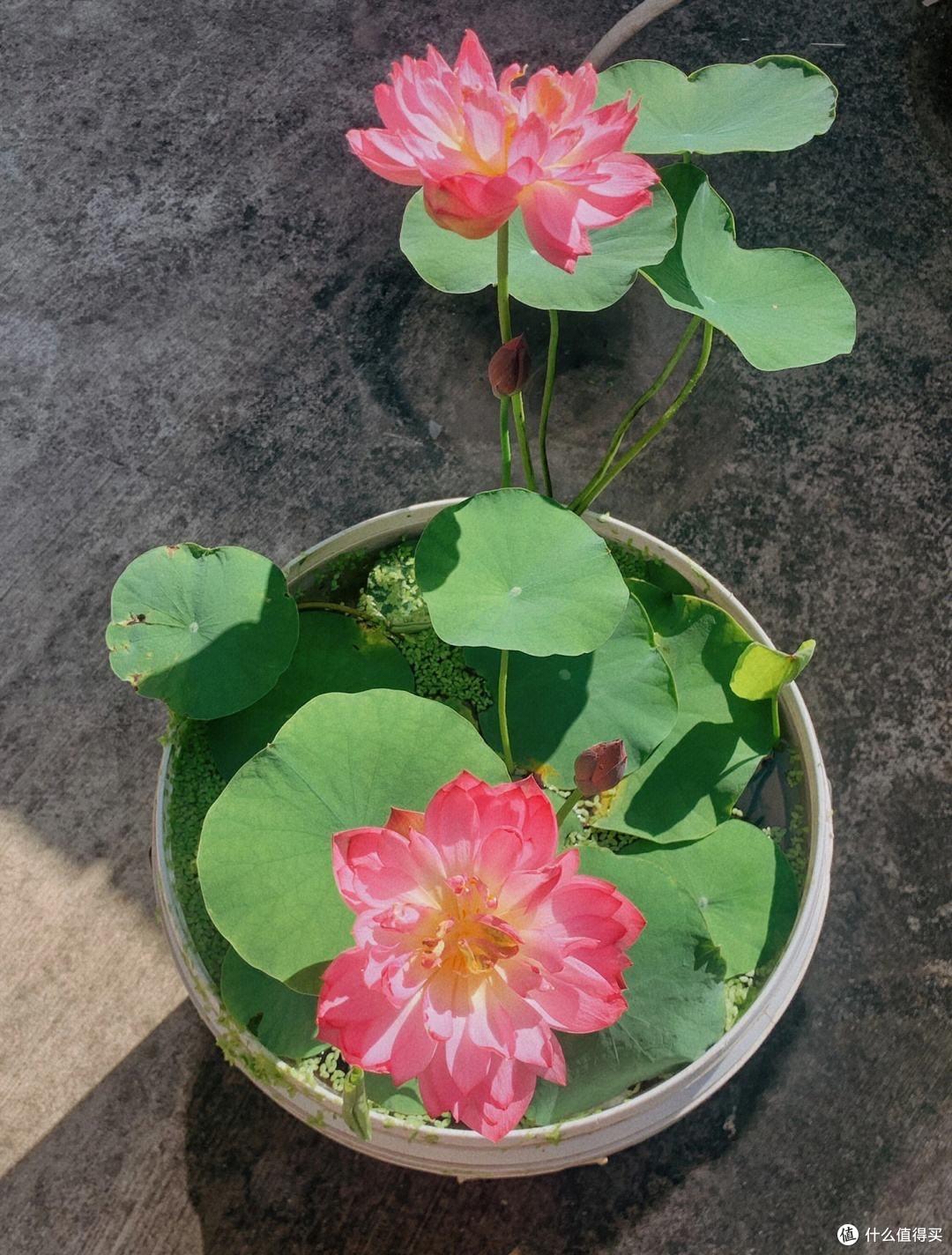 养碗莲,就做到“3点”,花苞多花色艳花瓣大,夏天开花太漂亮了