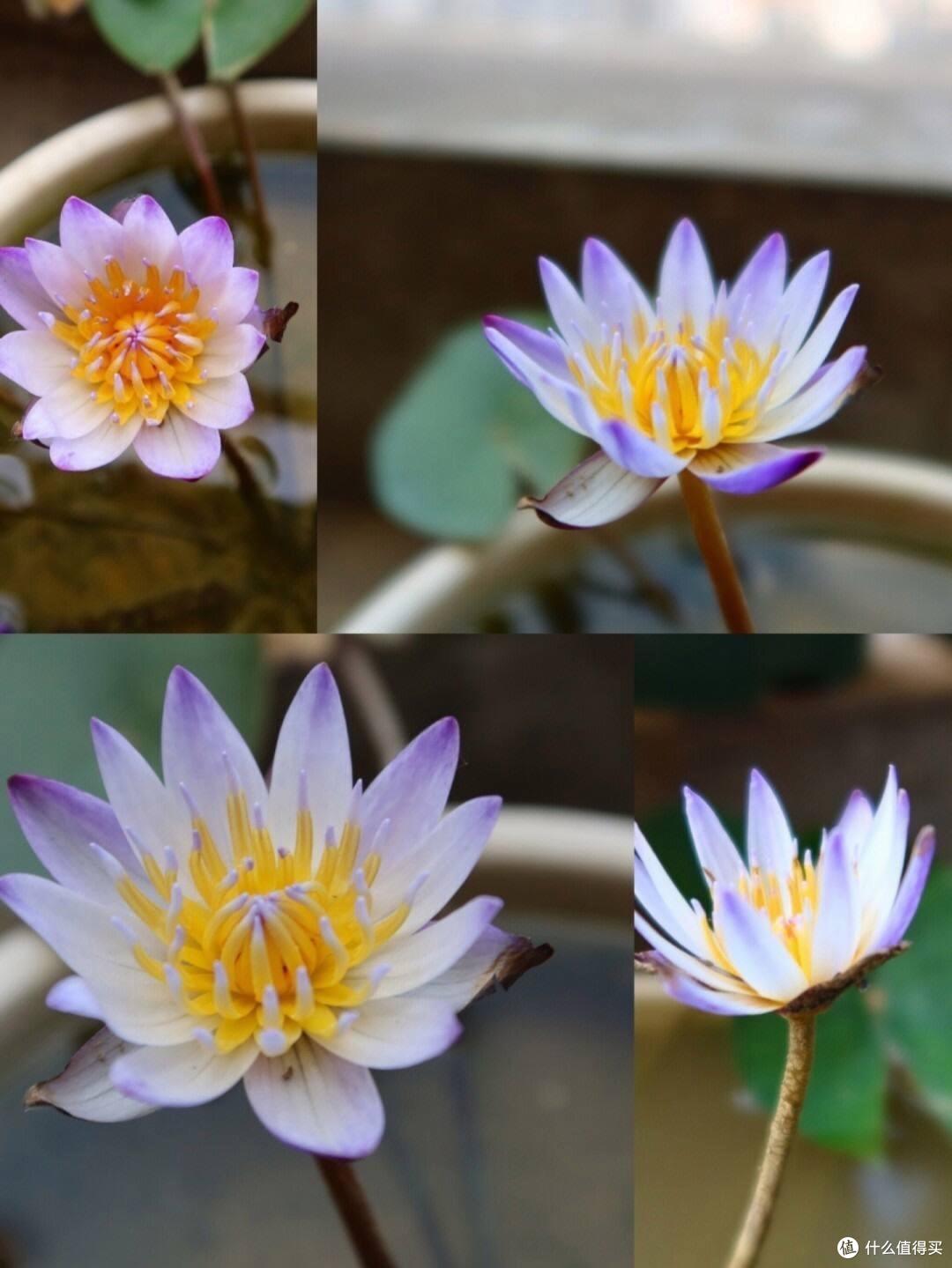 养碗莲,就做到“3点”,花苞多花色艳花瓣大,夏天开花太漂亮了