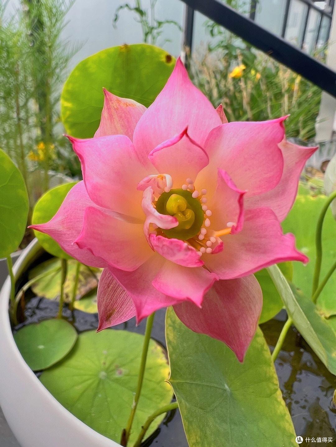 养碗莲,就做到“3点”,花苞多花色艳花瓣大,夏天开花太漂亮了