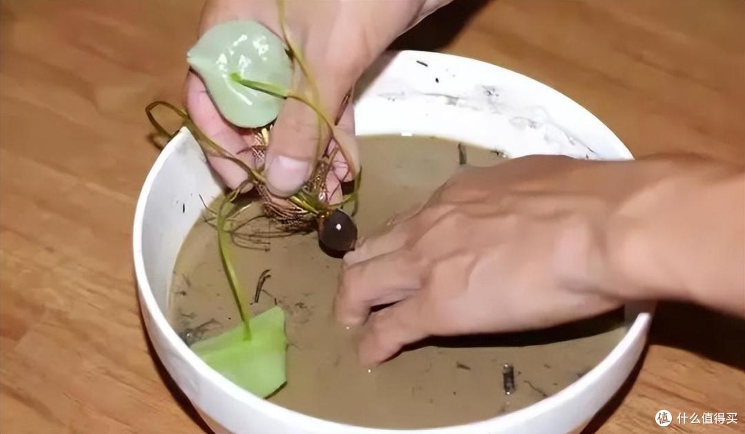 养碗莲,就做到“3点”,花苞多花色艳花瓣大,夏天开花太漂亮了