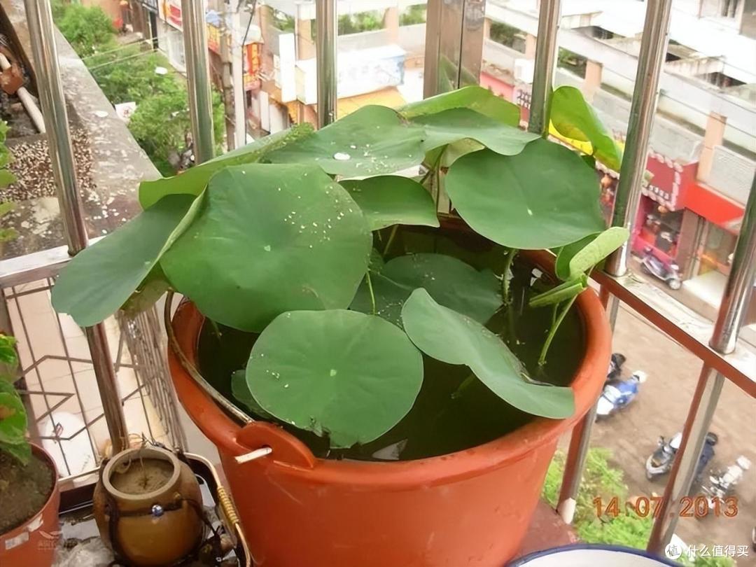 养碗莲,就做到“3点”,花苞多花色艳花瓣大,夏天开花太漂亮了
