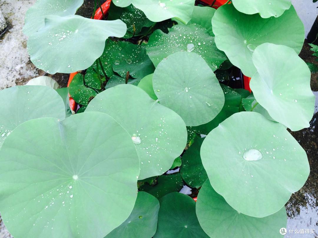 养碗莲,就做到“3点”,花苞多花色艳花瓣大,夏天开花太漂亮了
