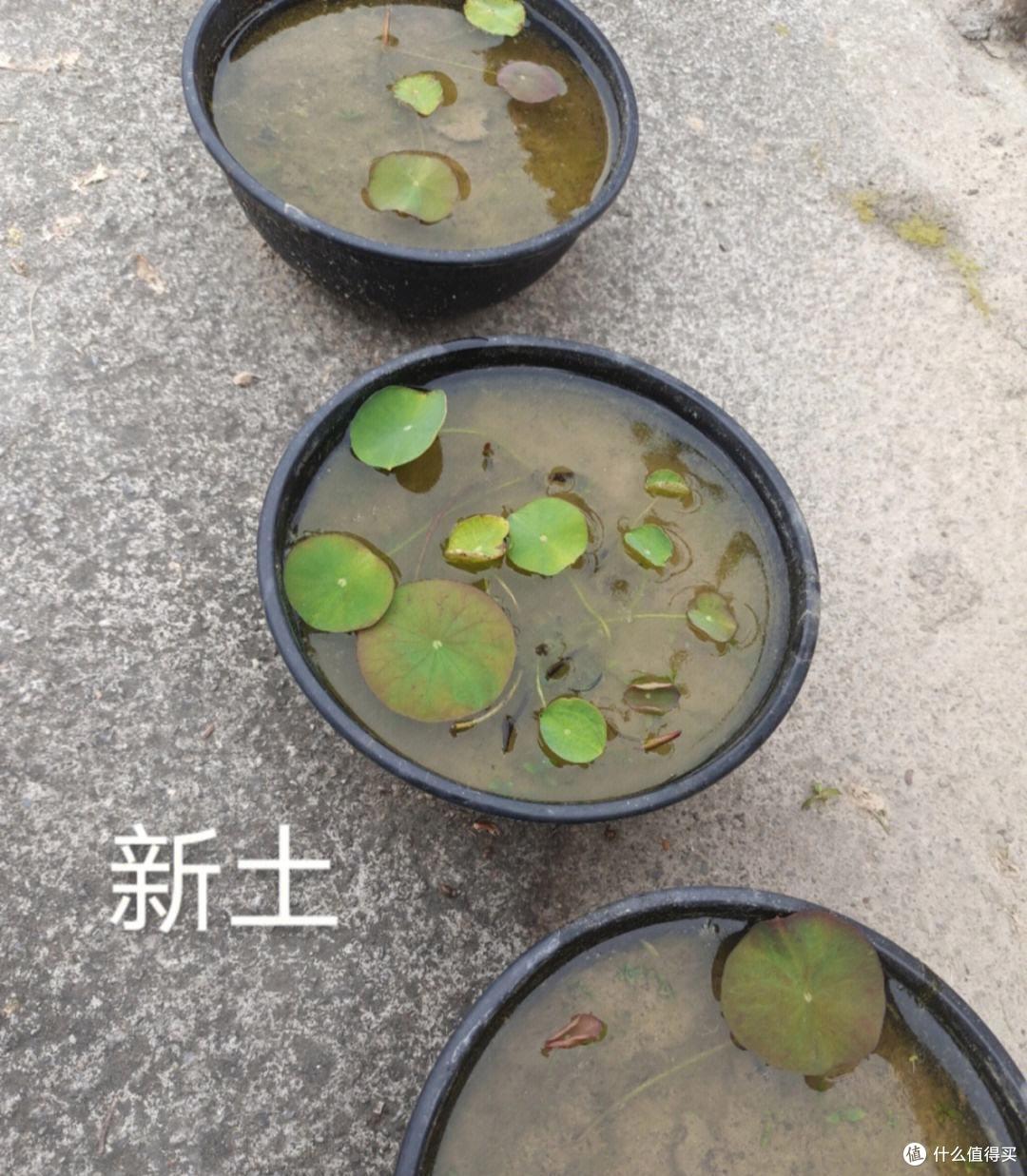 养碗莲,就做到“3点”,花苞多花色艳花瓣大,夏天开花太漂亮了