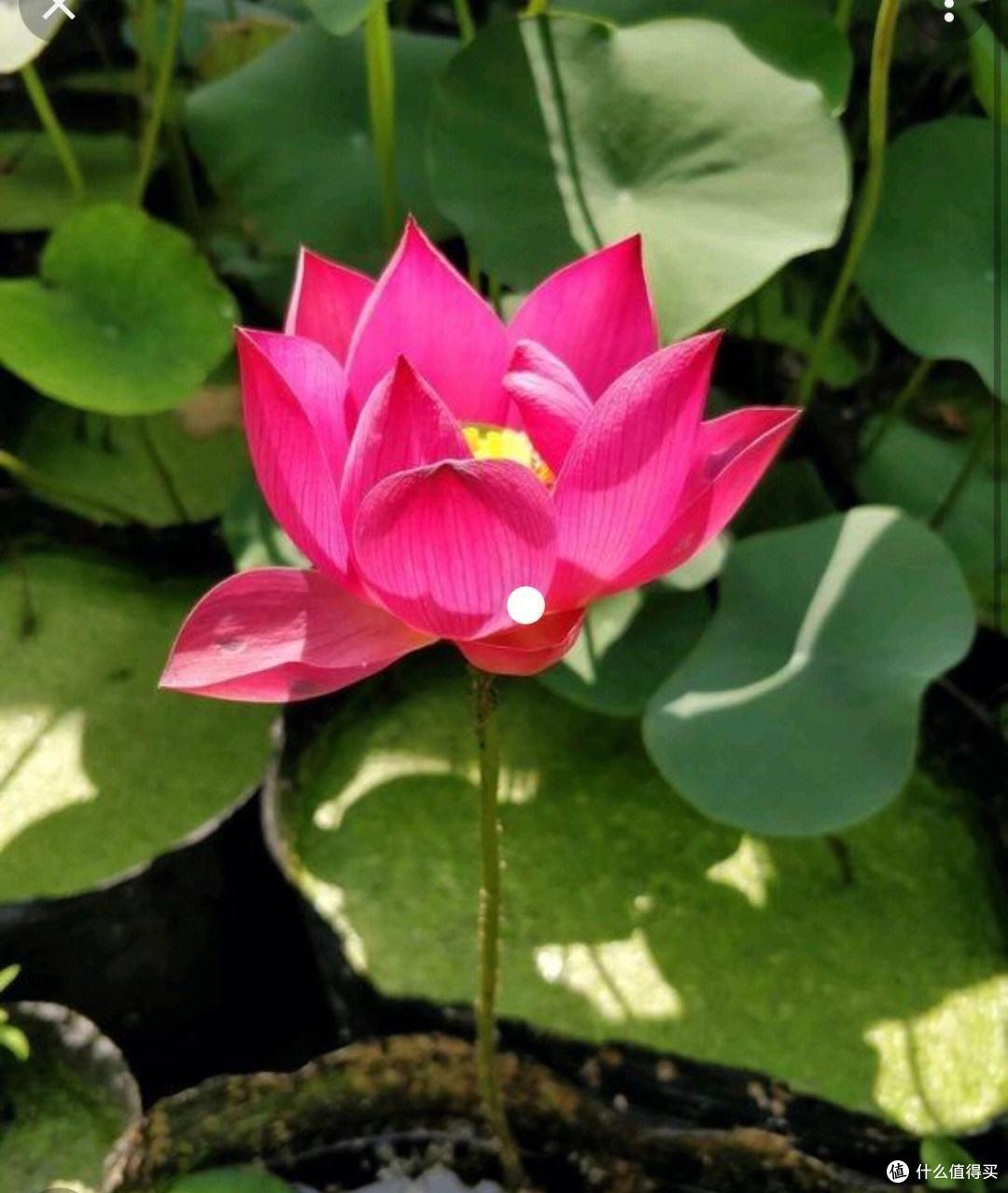 养碗莲,就做到“3点”,花苞多花色艳花瓣大,夏天开花太漂亮了