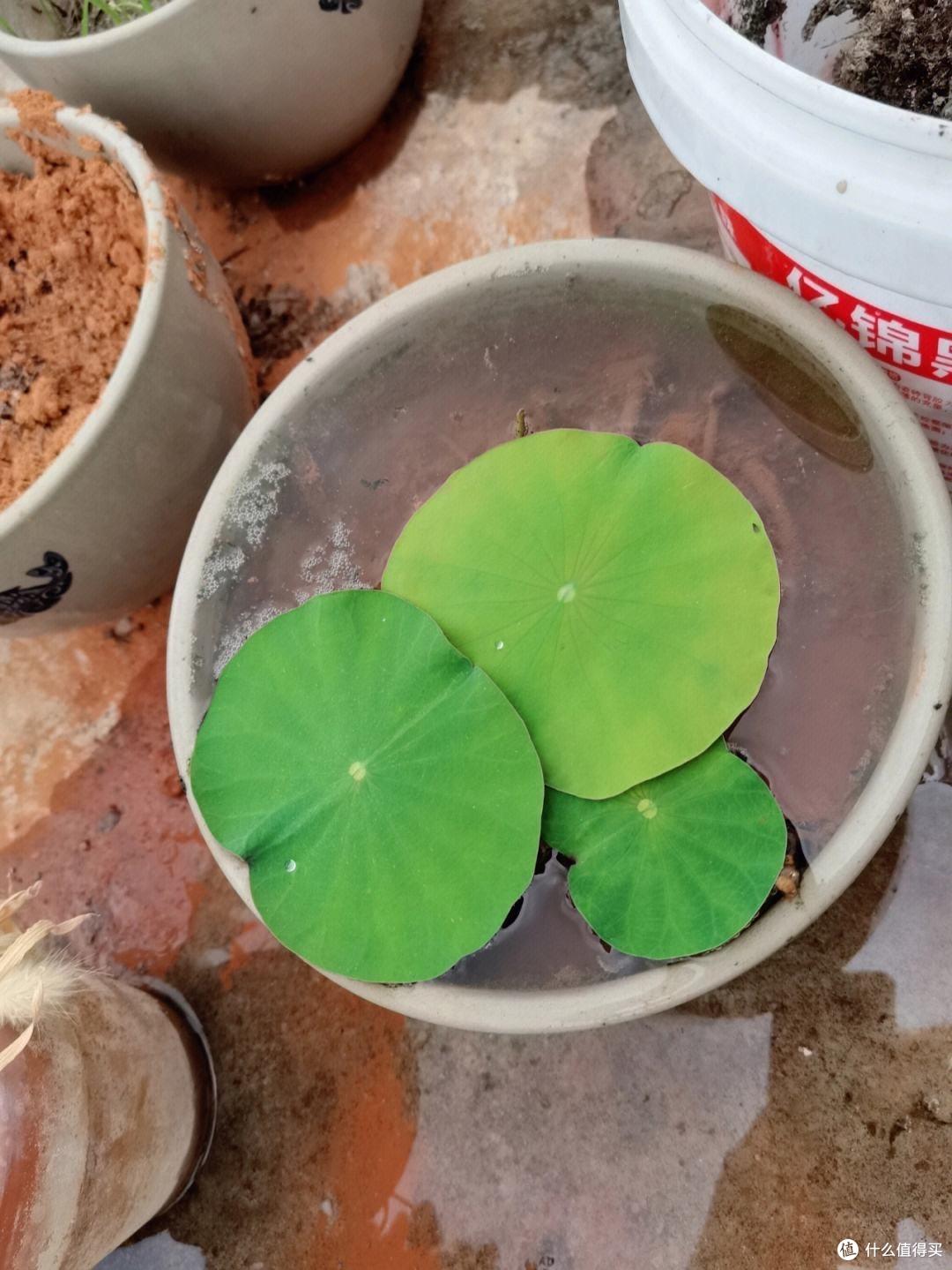 养碗莲,就做到“3点”,花苞多花色艳花瓣大,夏天开花太漂亮了