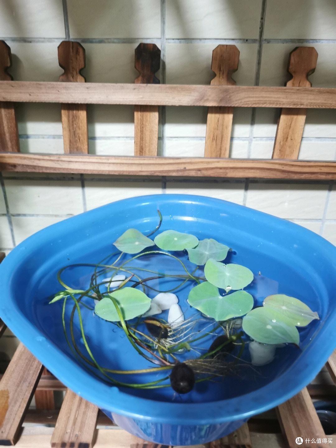 养碗莲,就做到“3点”,花苞多花色艳花瓣大,夏天开花太漂亮了