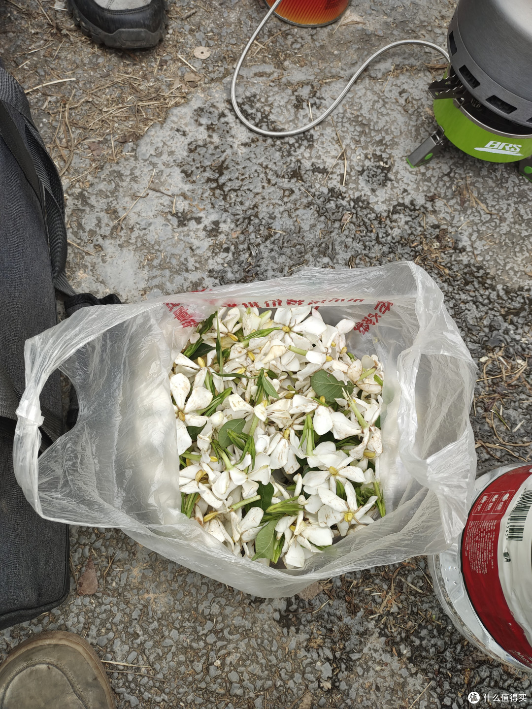 栀子花又香又美 还很好吃啊