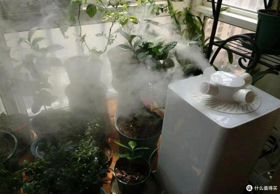 养花第3天，就被“教训”不会给花浇水，原来浇水还要先掌握这6点花房姑娘娟子