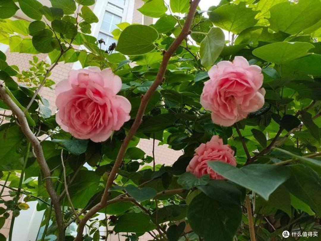 养花第3天，就被“教训”不会给花浇水，原来浇水还要先掌握这6点花房姑娘娟子