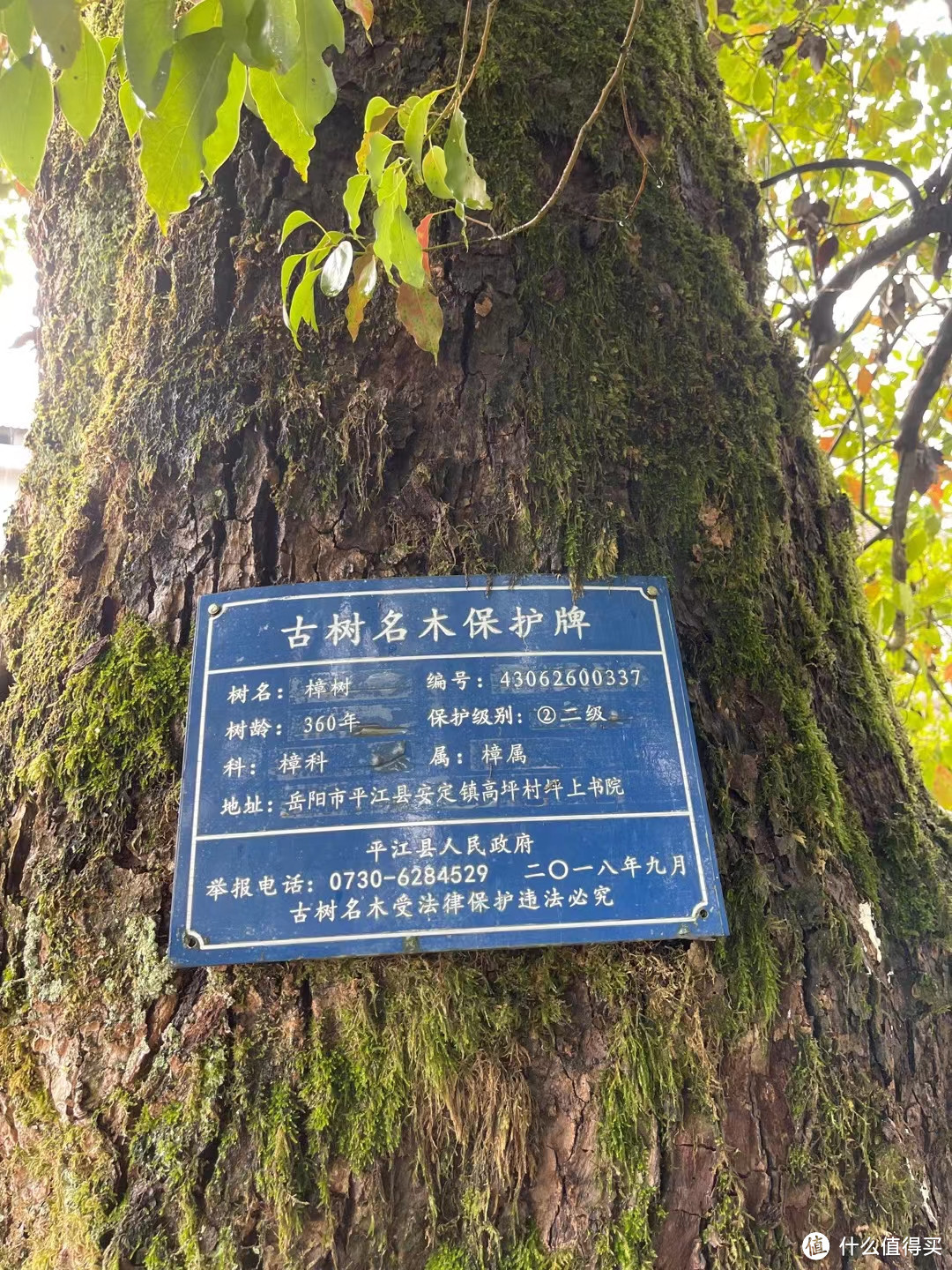 四百年古樟树