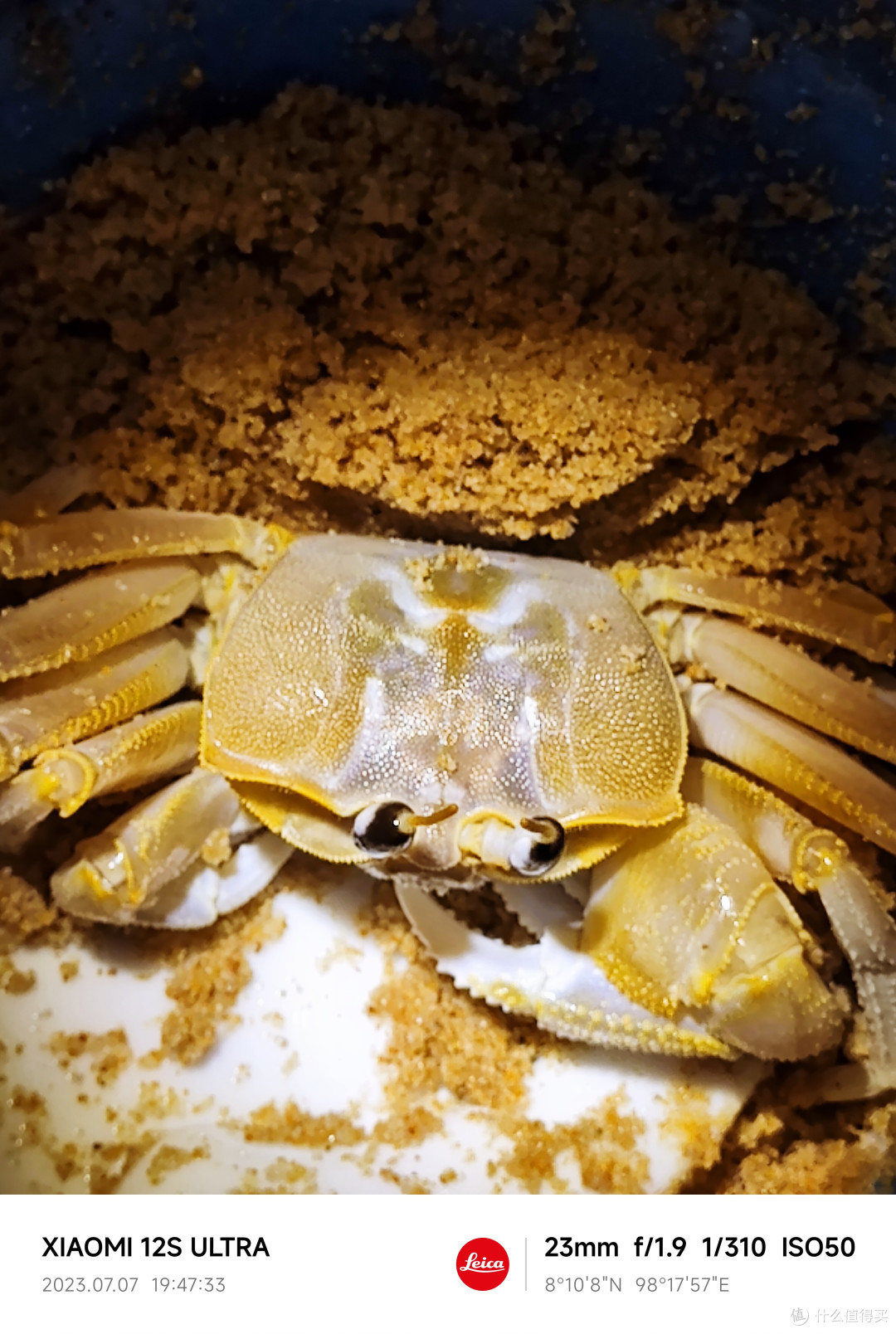 巨无霸沙蟹