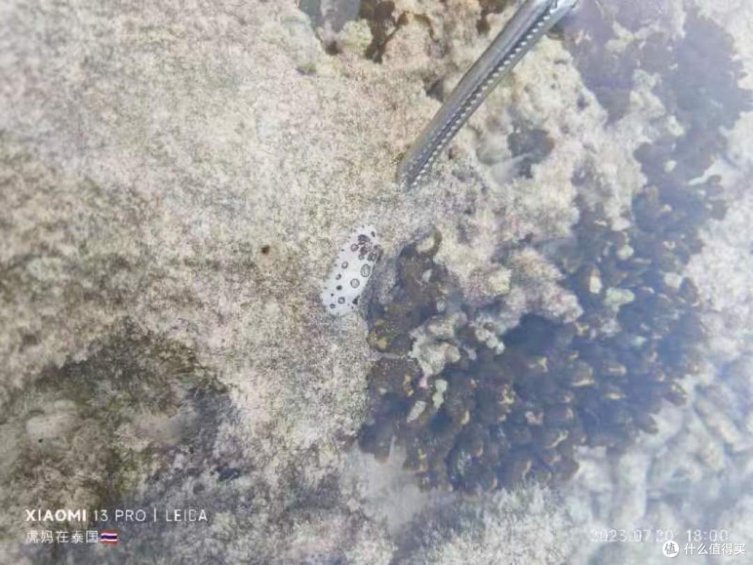 彩色海兔