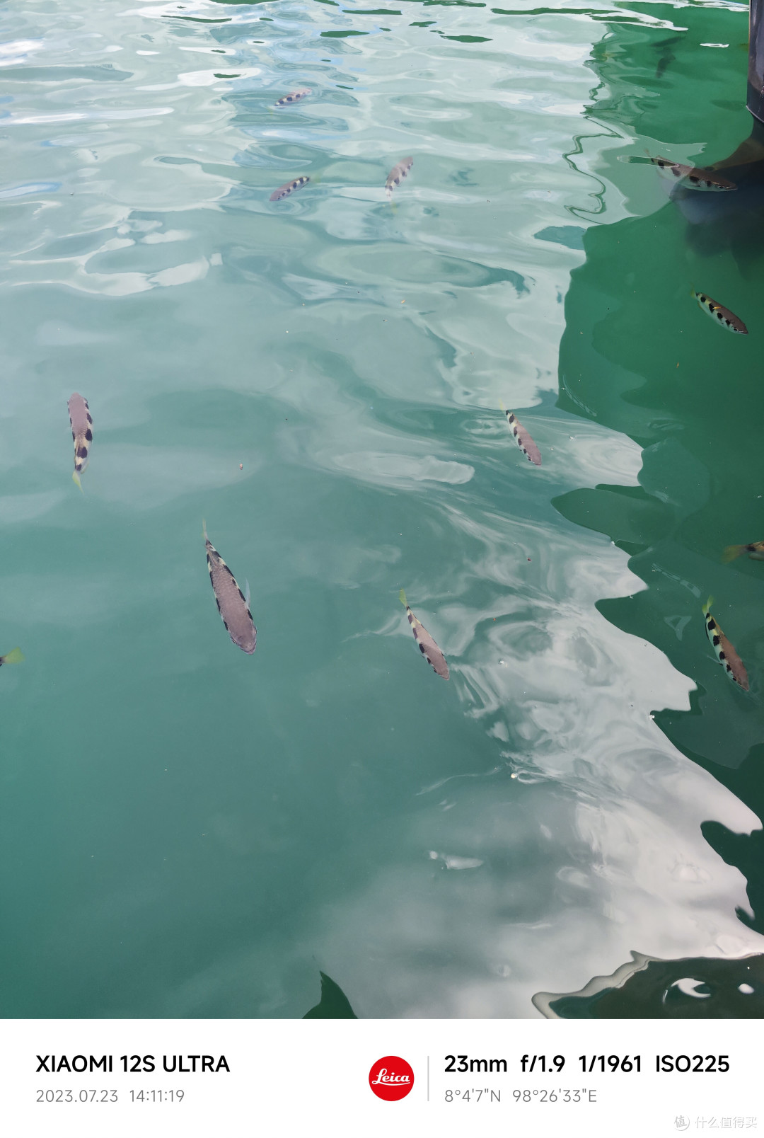 码头的鱼🐟