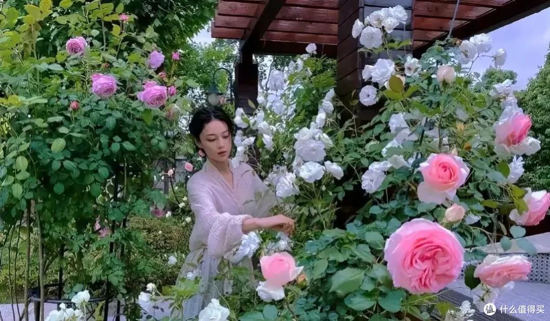3种“傻子”花,轻松就“爆盆”,养它几十年,卖了“赚大钱”!