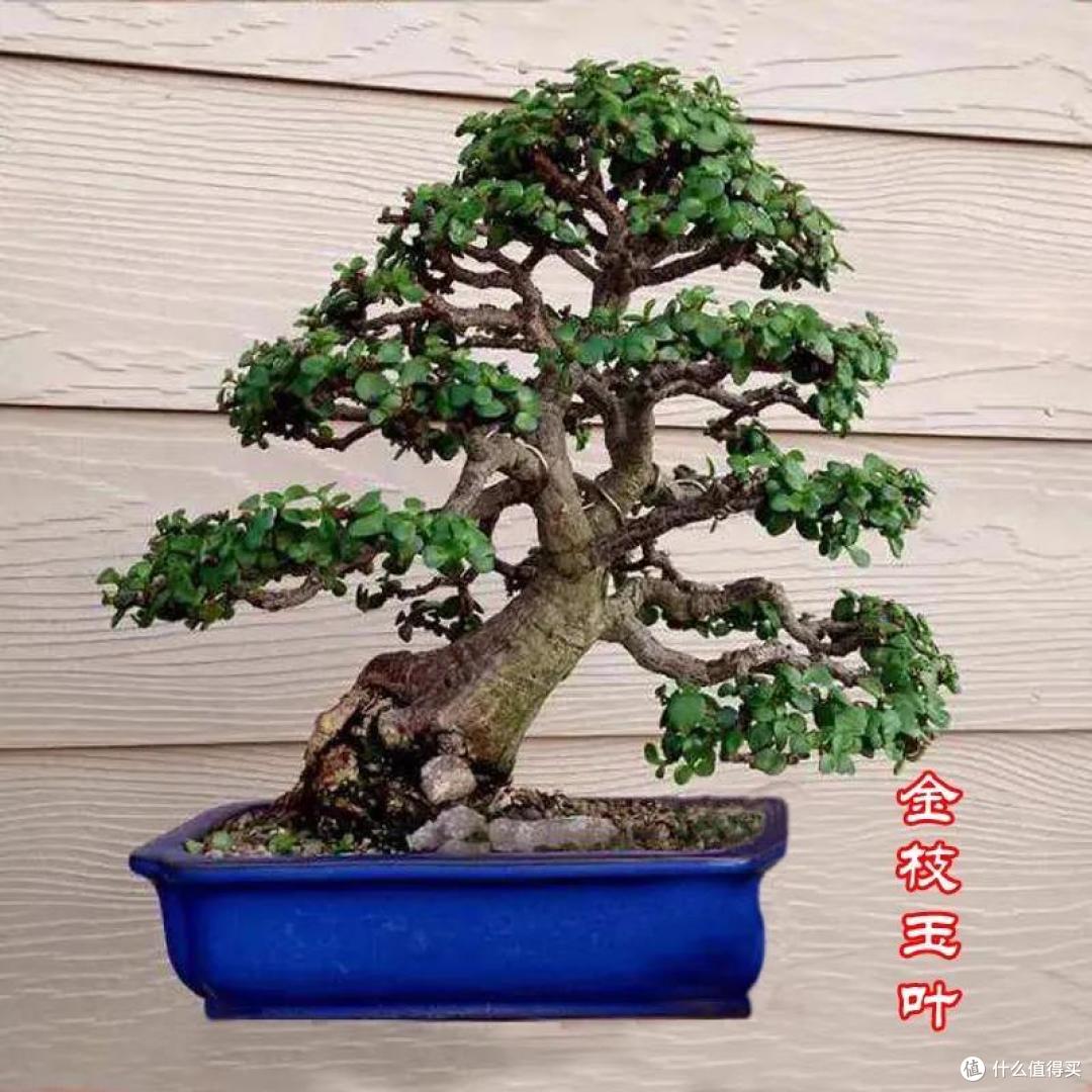 3种“傻子”花,轻松就“爆盆”,养它几十年,卖了“赚大钱”!