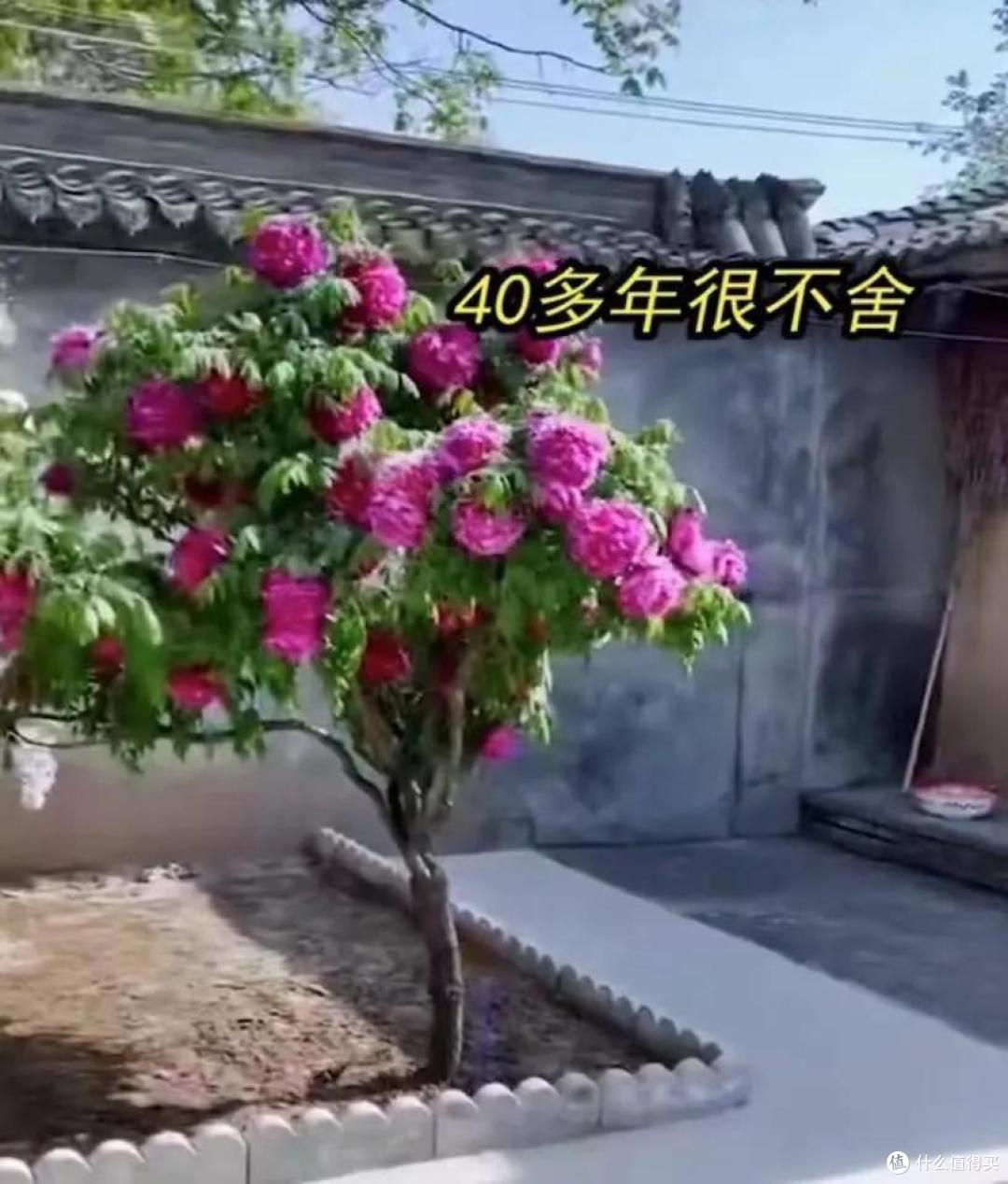3种“傻子”花,轻松就“爆盆”,养它几十年,卖了“赚大钱”!
