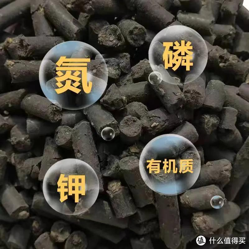 立秋后，多肉要“贴秋膘”，“吃饱喝足”个个变成“杨贵妃”