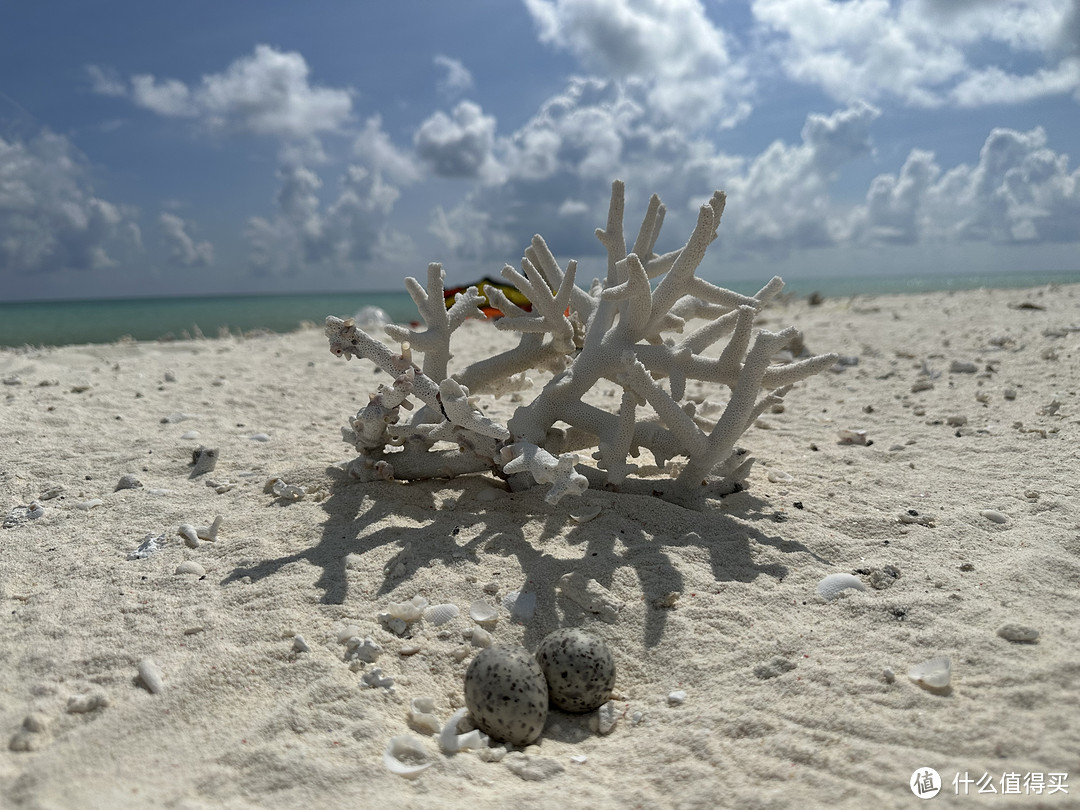 鸟蛋，一般会放上珊瑚，防止被游客踩